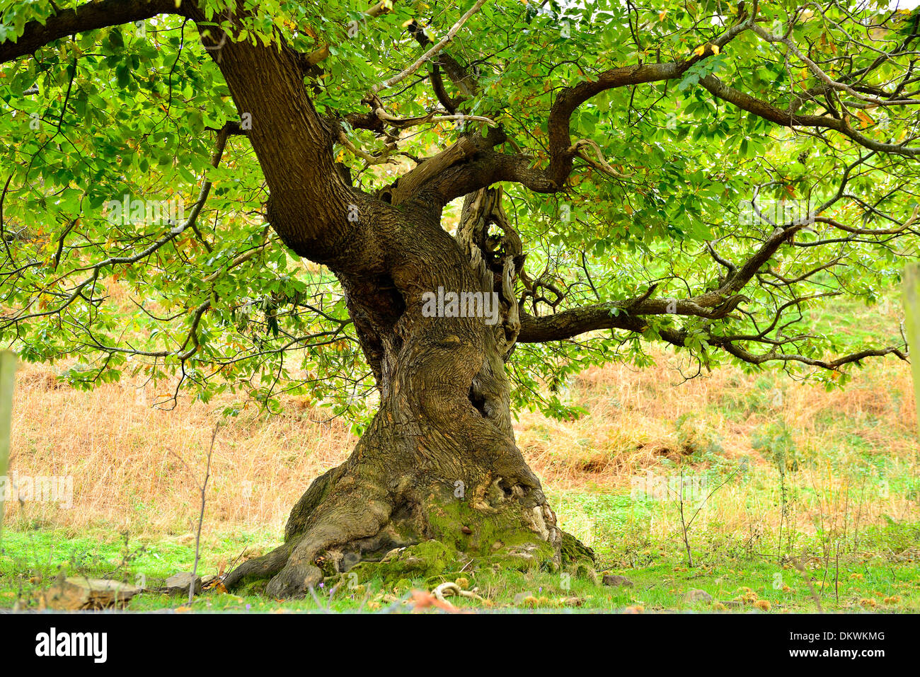Grande albero di castagno Foto Stock