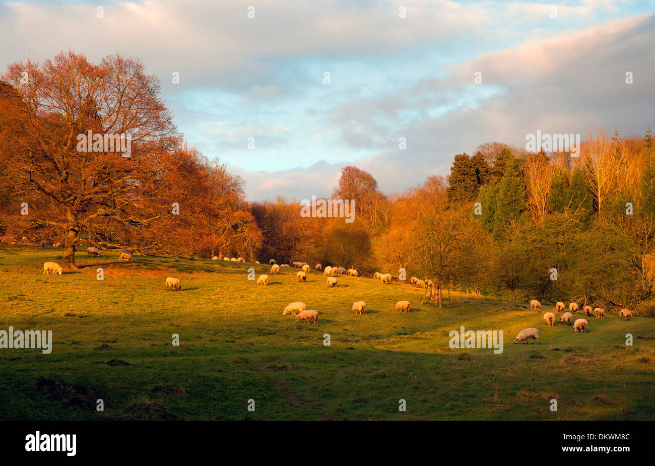 Terreni agricoli a Kiftsgate, Chipping Campden, Gloucestershire, Inghilterra. Foto Stock