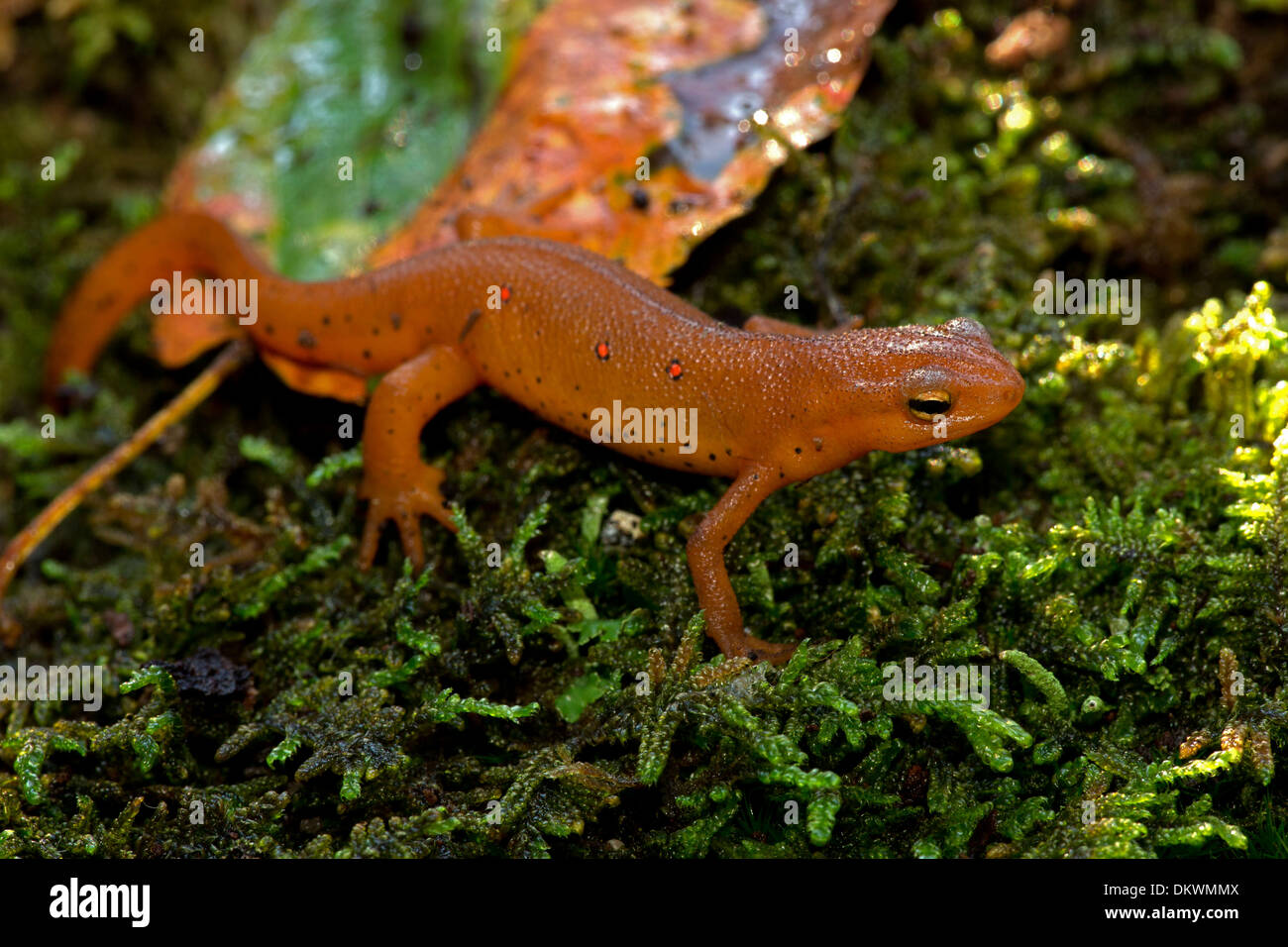 Red-spotted newt, Notophthalmus viridescens, rosso eft (fase terrestre), New York Foto Stock