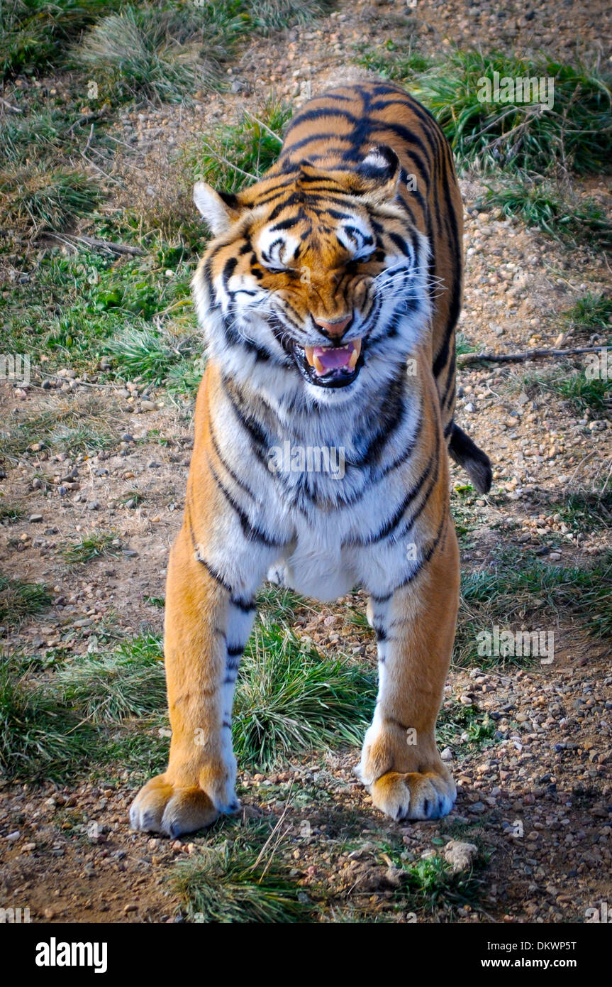 Tigre del Bengala in Wildlife Sanctuary, Keensburg, Colorado Foto Stock