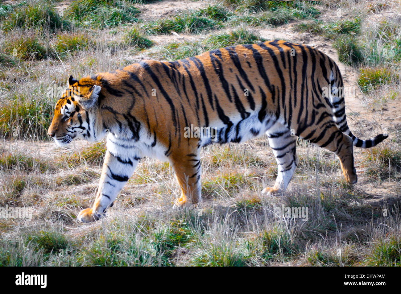 Tigre del Bengala in Wildlife Sanctuary, Keensburg, Colorado Foto Stock