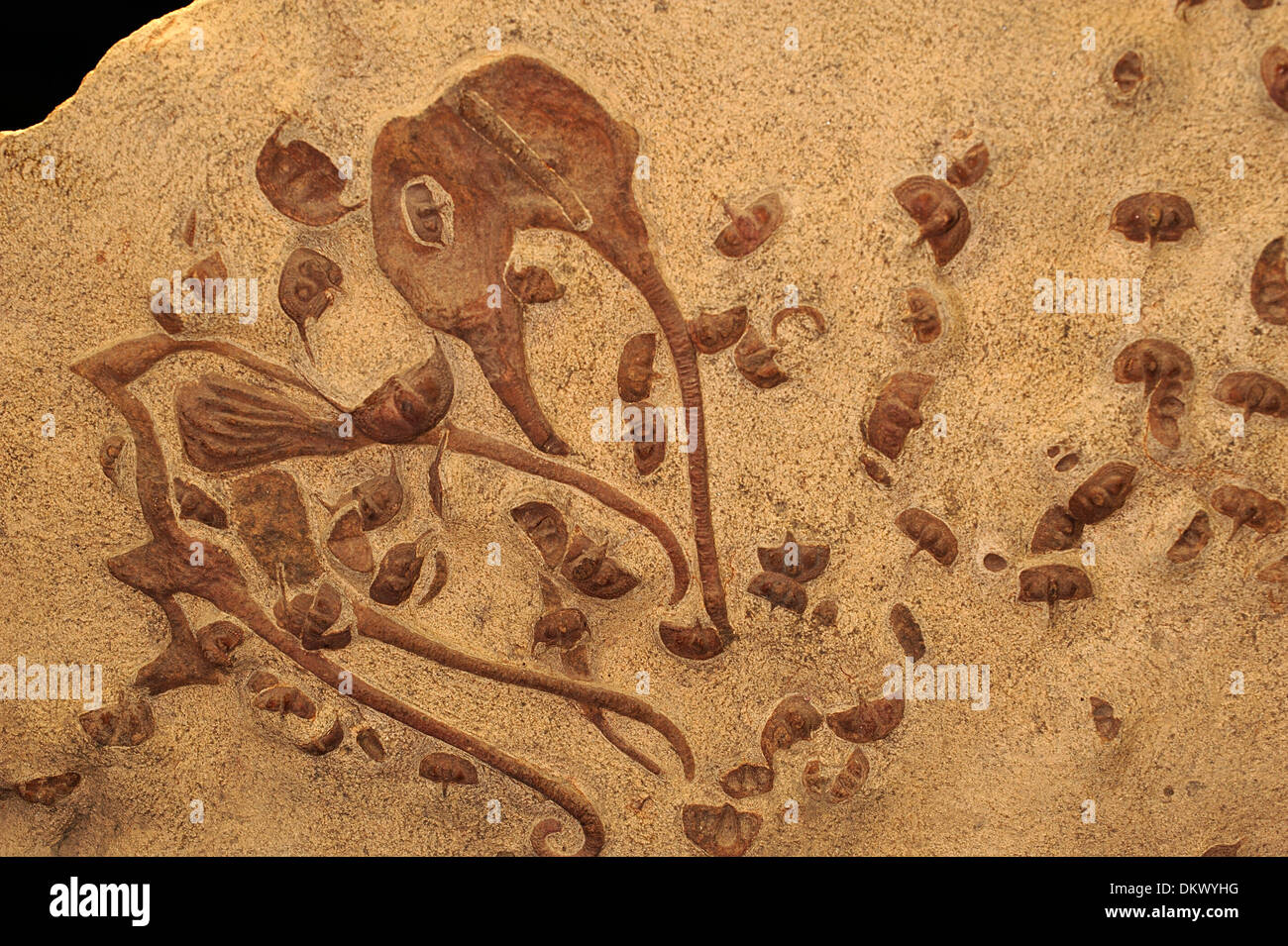 Associazione di fossili: trilobiti Omnia sp., eucrinoids blastoids (Blastoidea). Età Ordovician Foto Stock