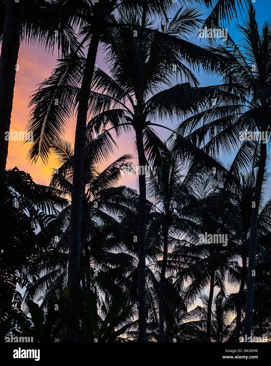 Gli alberi di palma, la spiaggia di Kuta Bali Indonesia Foto Stock