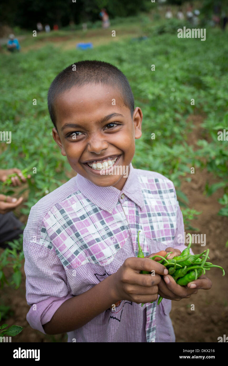 Ragazzo la mietitura il peperoncino in Stato di Bihar, in India Foto Stock