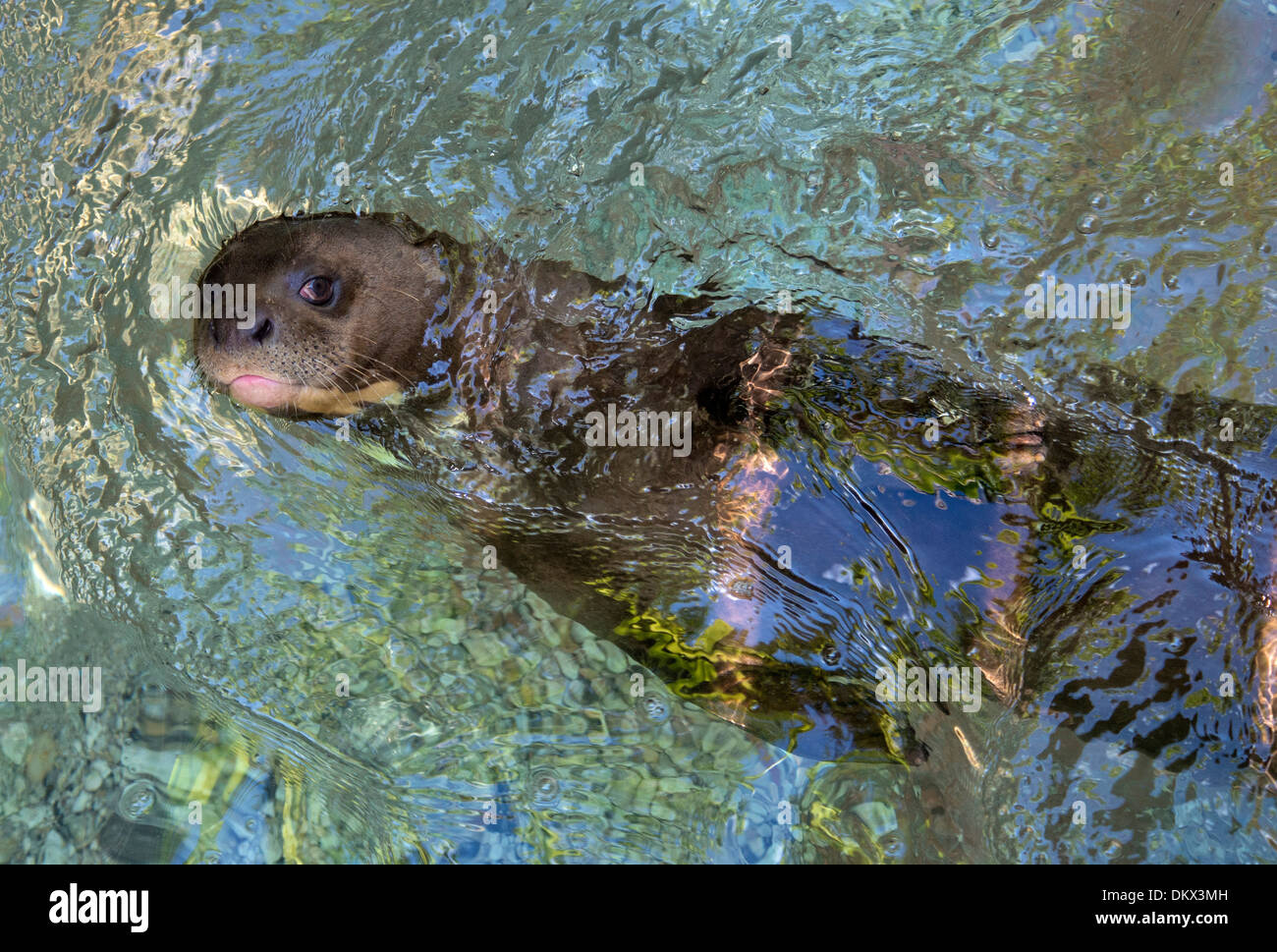 Giant Lontra di fiume, lontra Pteronura brasiliensis, animale, Foto Stock