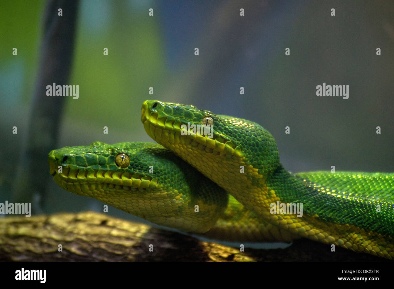 Emerald tree boa, boa, corallus caninus, snake, rettile, animale, verde, due, Foto Stock