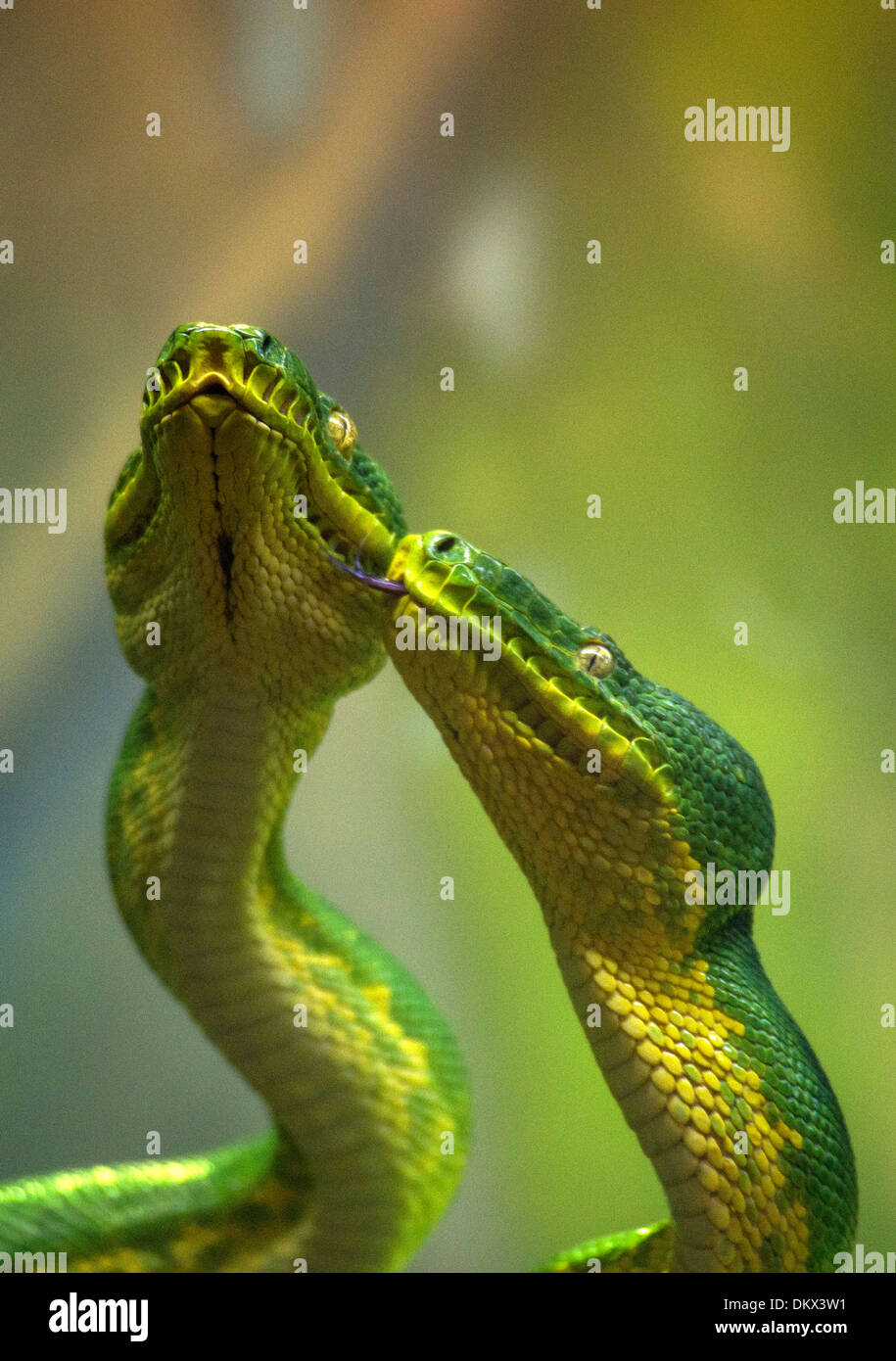 Emerald tree boa, boa, corallus caninus, snake, rettile, animale, verde, due, Foto Stock