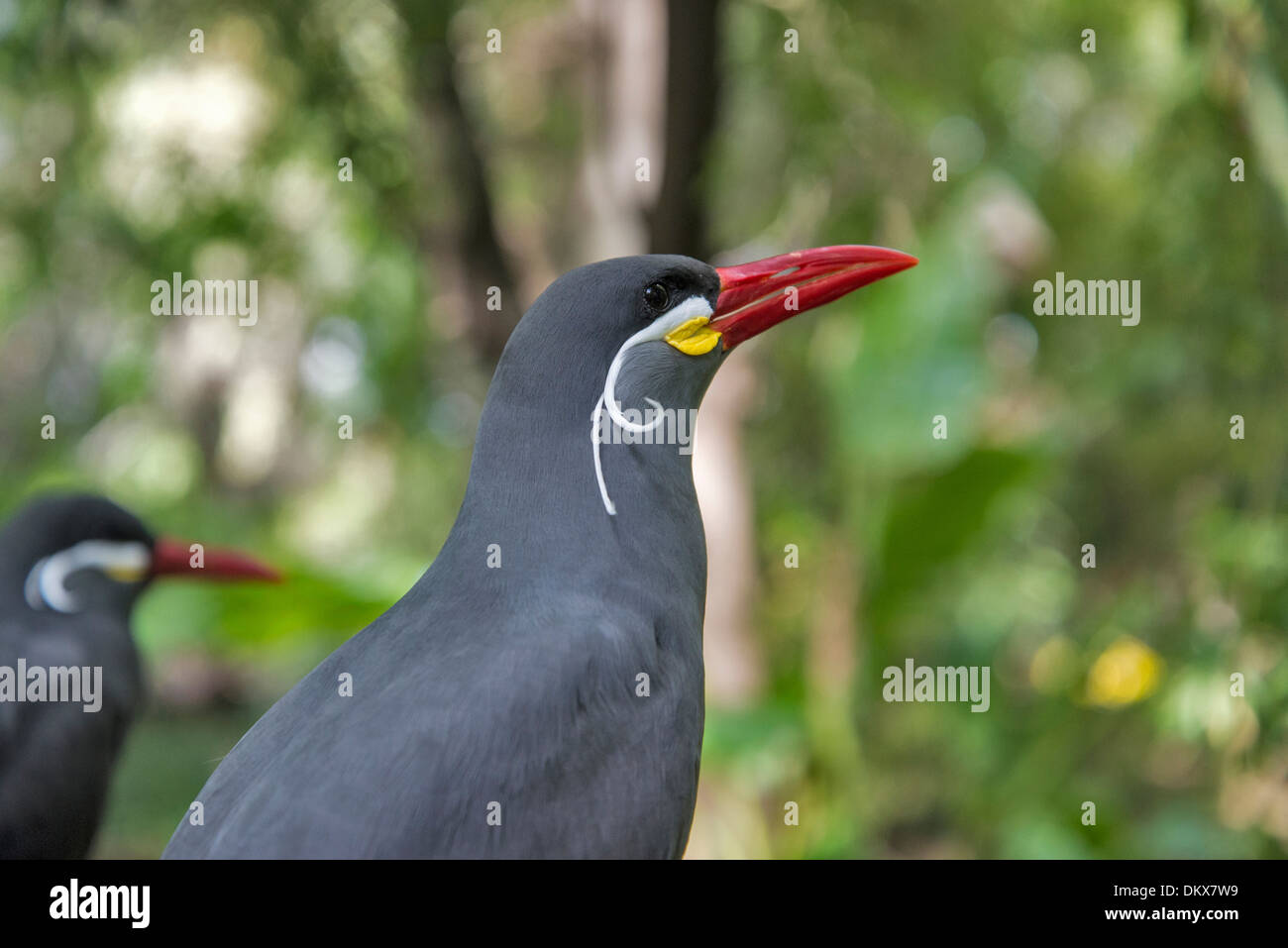 Inca tern, larosterna inca, Terna, bird, ritratto, Foto Stock