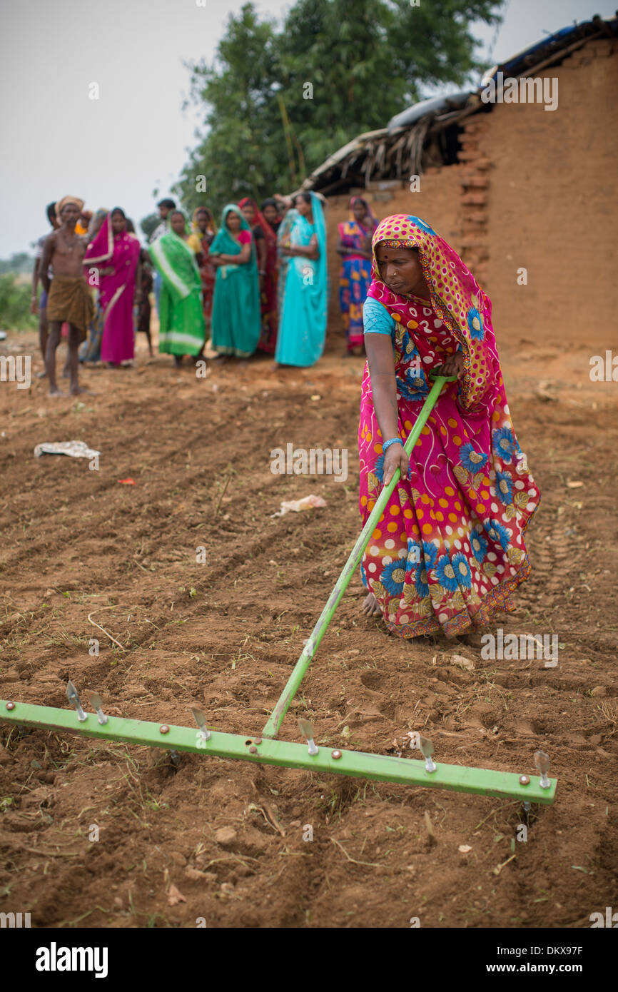 Una donna usa un rastrello di punteggio di fattoria in Bihar, in India. Foto Stock