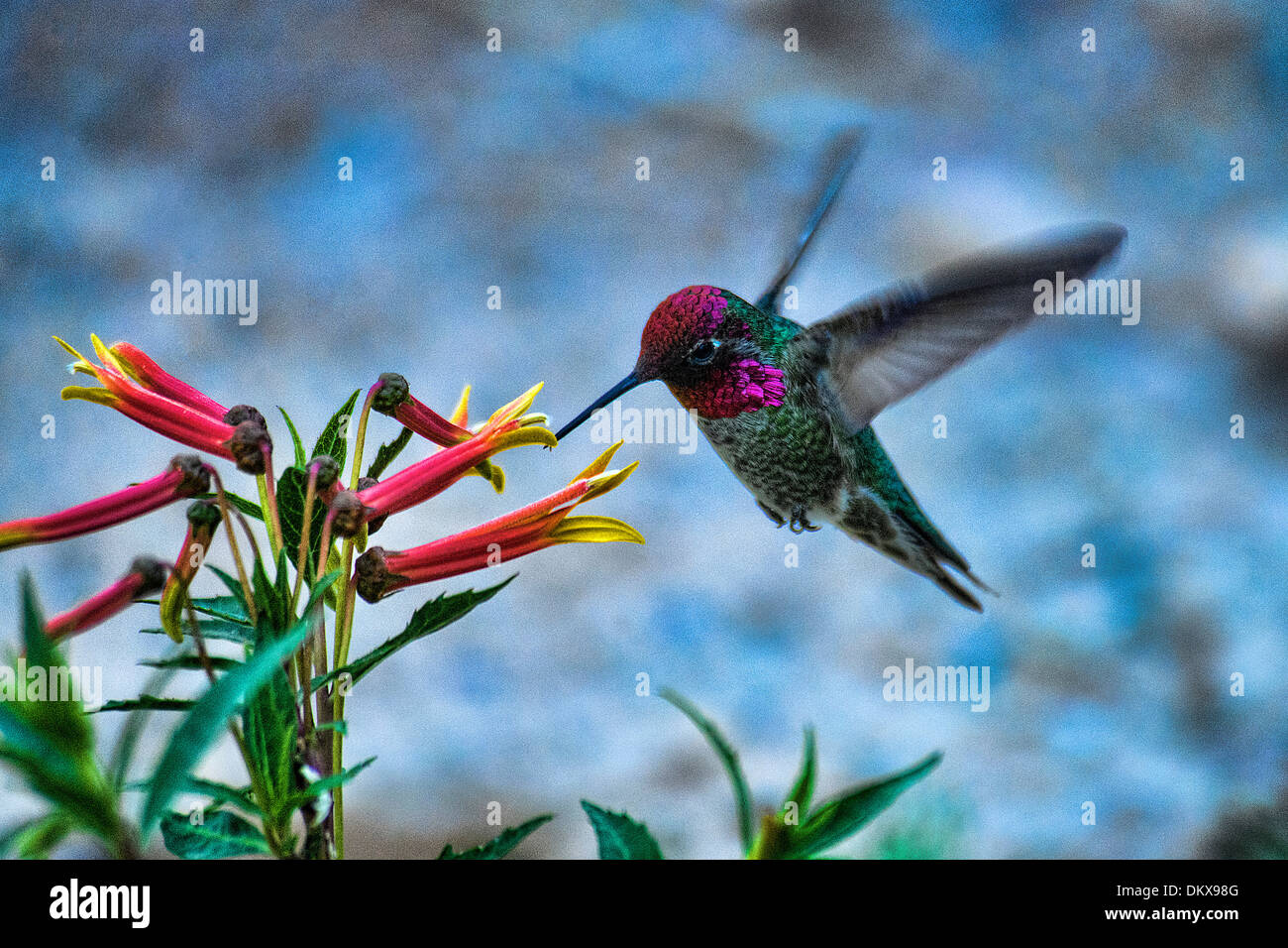 Anna's hummingbird, calypte Anna, Hummingbird, bird, fiore Foto Stock