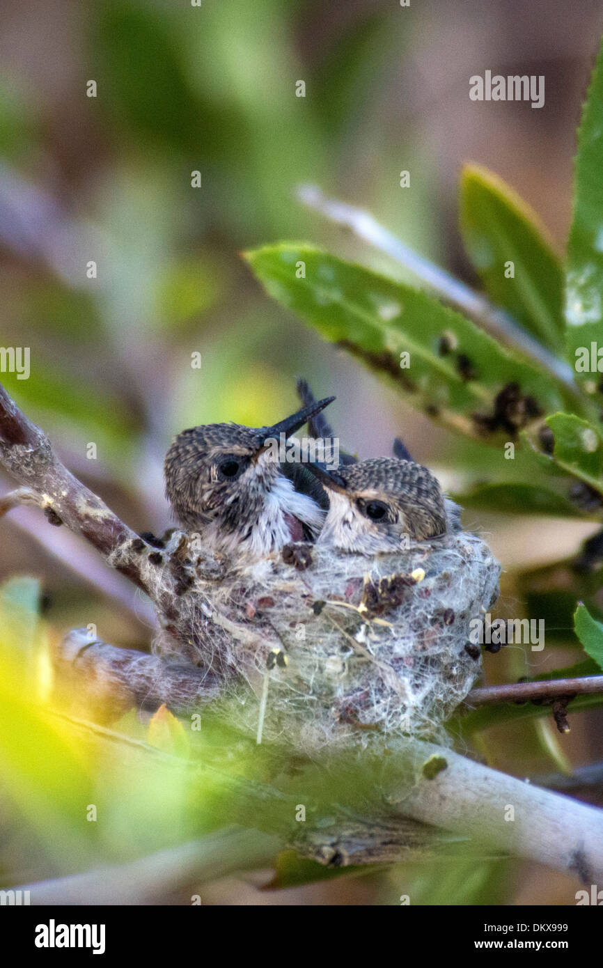 Costa il colibrì, nesting, calypte costae, Hummingbird, bird, Foto Stock