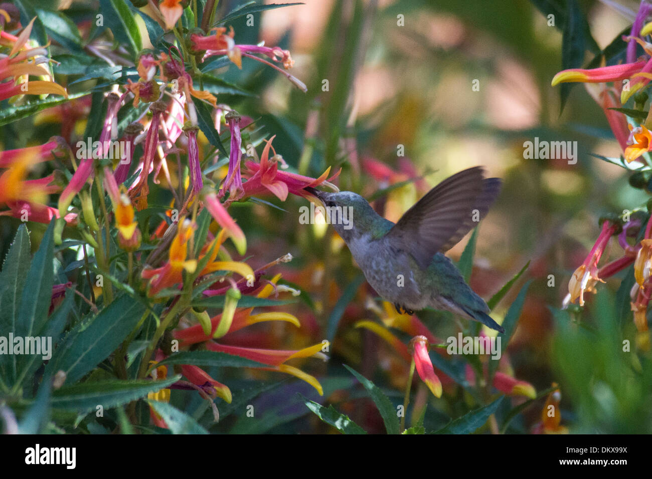 Anna's hummingbird, calypte Anna, Hummingbird, bird, fiore Foto Stock