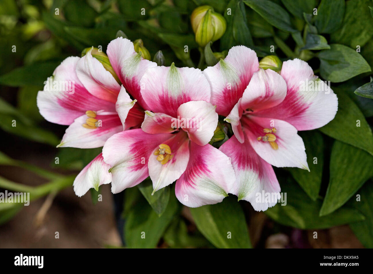 Cluster di spettacolari grandi fiori rossi e bianchi, le gemme e le foglie verdi di Alstroemeria - peruviana/Principessa Lily Foto Stock