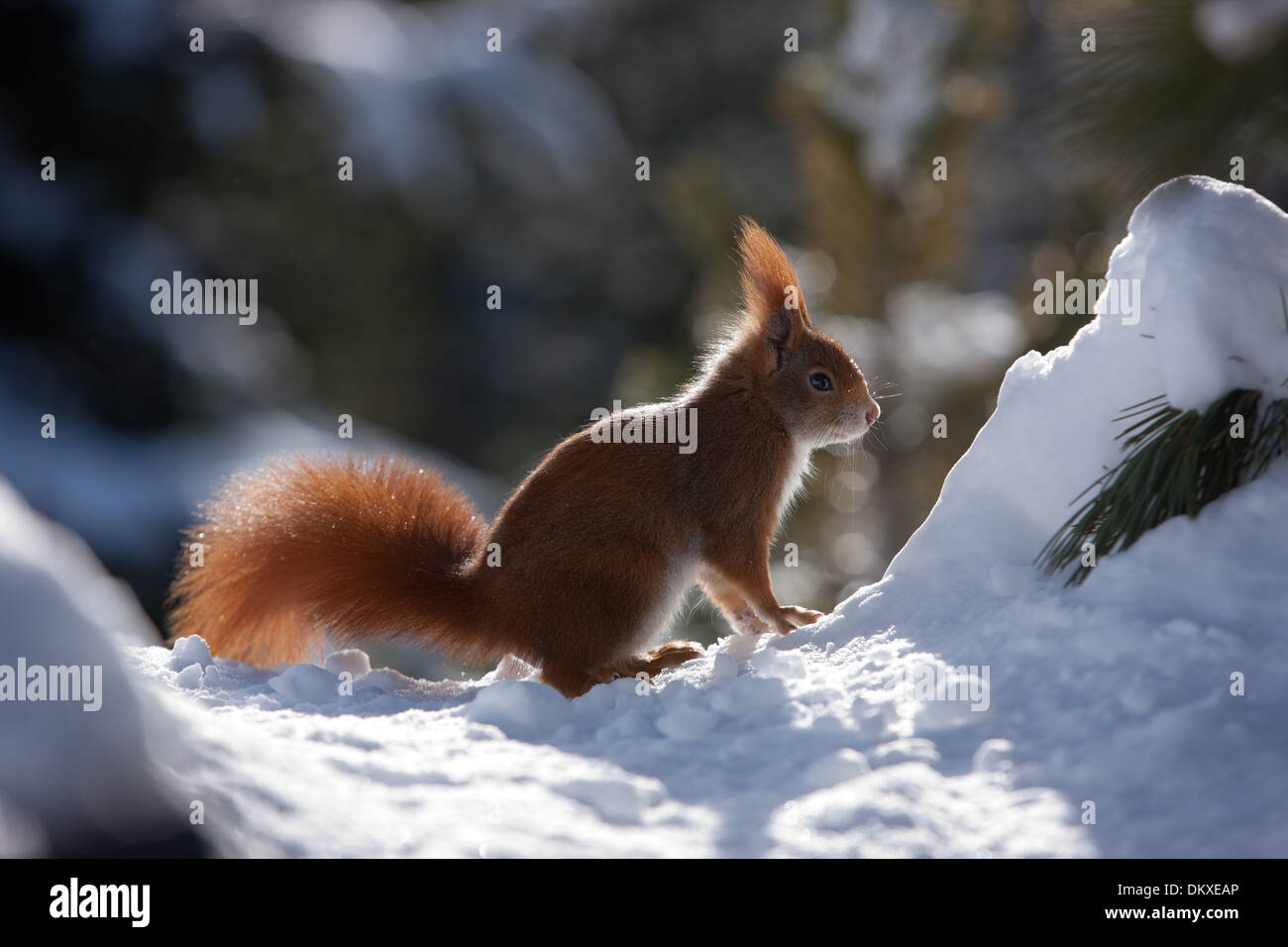 La Svizzera, Europa, animali, animale, pelliccia, lo scoiattolo, inverno, neve Foto Stock