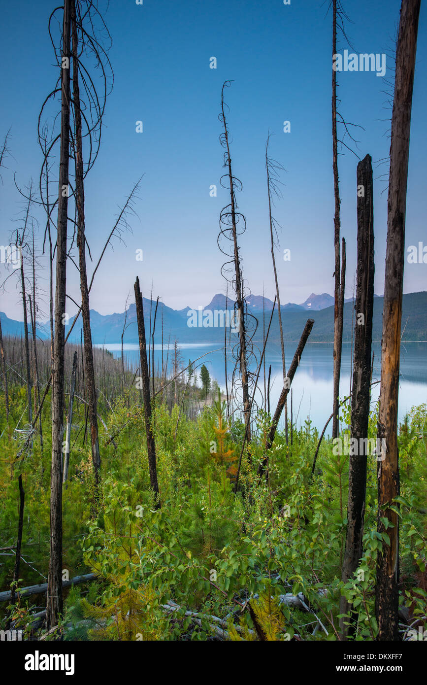 La vegetazione di foresta nuovamente a crescere nel sito di una massiccia wildfire nel Parco Nazionale di Glacier, Montana. Foto Stock