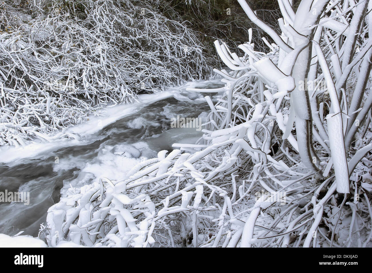 Congelati ghiaccio e neve lungo il flusso di acqua di ruscello o fiume con ghiaccioli sui rami di alberi in inverno Foto Stock
