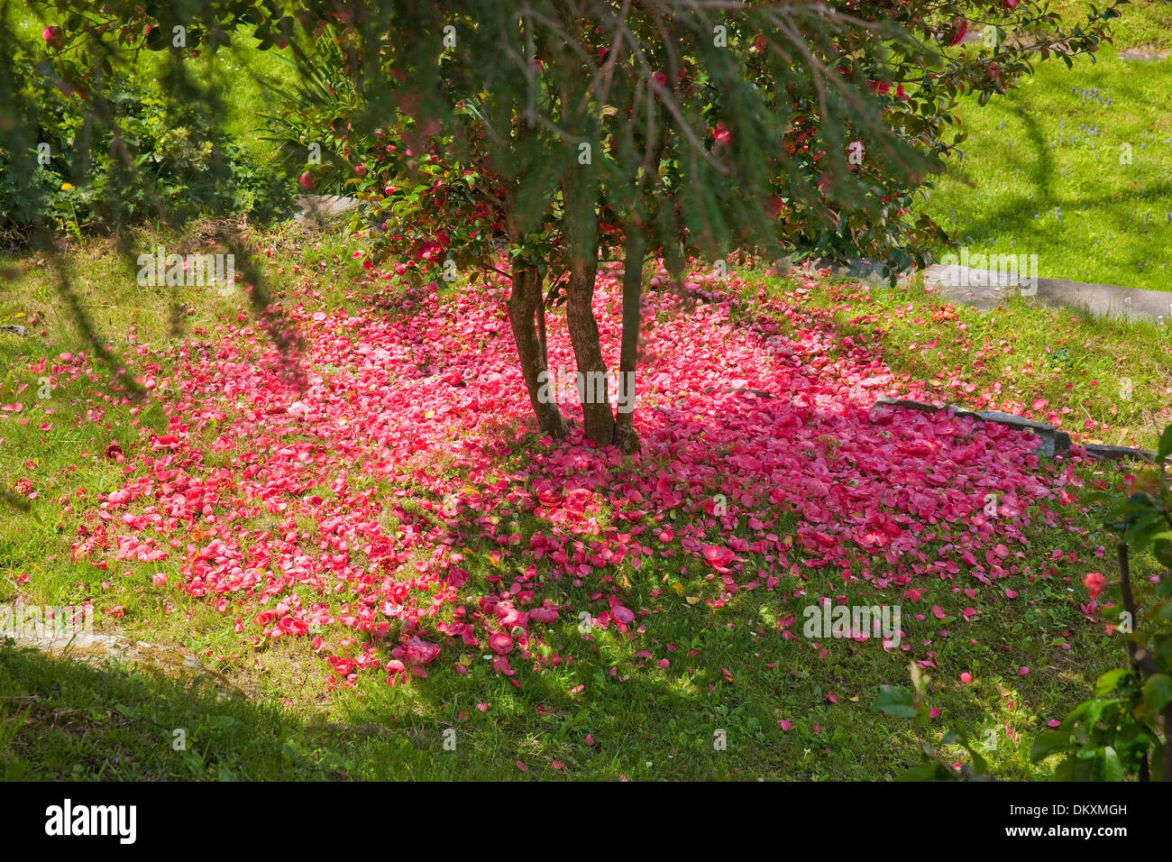 La Svizzera, Europa, albero, alberi, molla, massa, fondo, petali, rosa Foto Stock