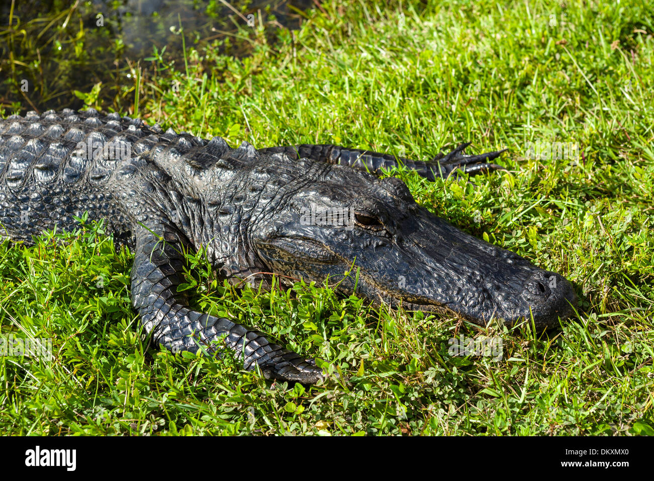 Il coccodrillo americano (Alligator mississippiensis) sulla valle di squalo loop road, Everglades National Park, Sud della Florida, Stati Uniti d'America Foto Stock