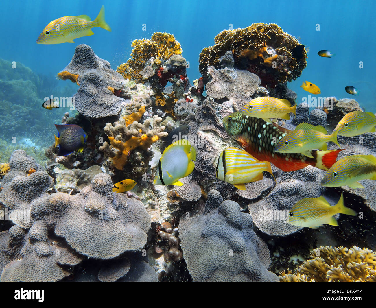 Sotto l'acqua scena con sani e coralli colorati pesci di scogliera, il mare dei Caraibi, il Belize Foto Stock