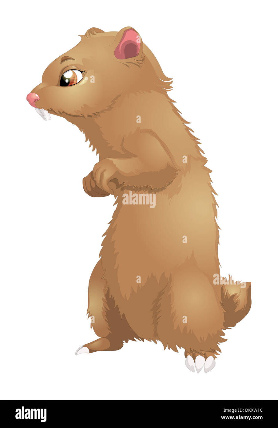 Marmotta su sfondo bianco Foto Stock