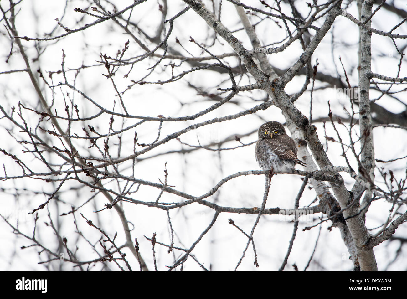 Pygmy-Owl settentrionale (Glaucidium gnoma), Missoula, Montana Foto Stock