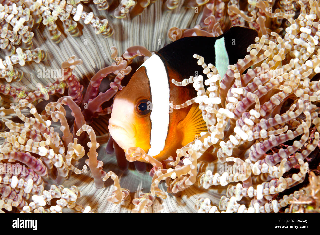 Clark Anemonefish o Clownfish, Amphiprion clarkii, rifugiandosi fra i tentacoli del suo host anemone. Tulamben, Bali Foto Stock