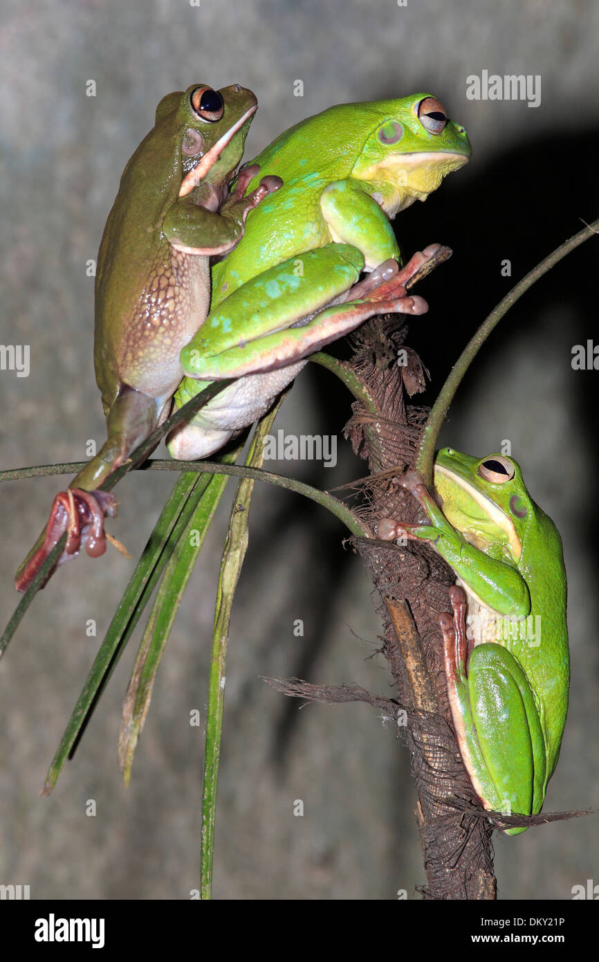 Tre White-Lipped Rane di albero, anche noto come albero gigante rana. Litoria infrafrenata. Australia Foto Stock
