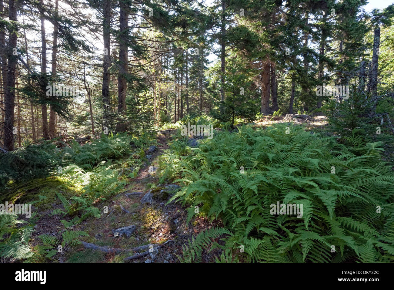 Felce sentiero alberato, Nord Perry Creek preservare, Vinalhaven, Maine Foto Stock