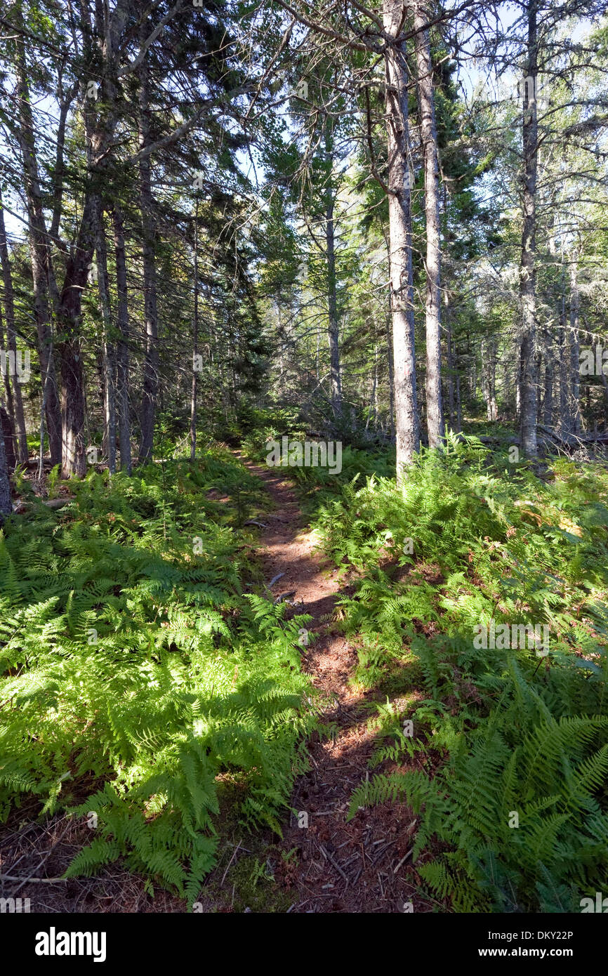Felce sentiero alberato, Nord Perry Creek preservare, Vinalhaven, Maine Foto Stock