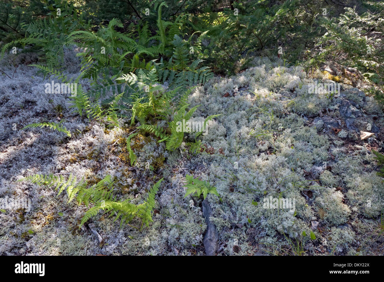 Felci e Licheni delle renne (Cladonia rangiferina) Foto Stock