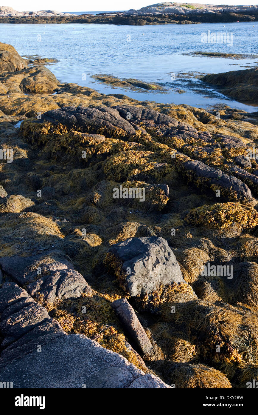 Rockweed su cengia esposta a bassa marea, orientale, Maine Foto Stock