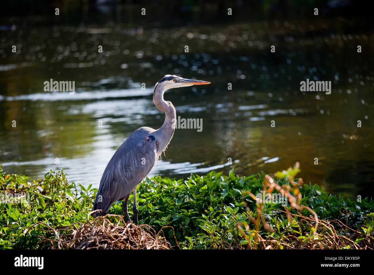 Airone blu (Ardea erodiade), Glendale stretto, fiume di Los Angeles, California, Stati Uniti d'America Foto Stock