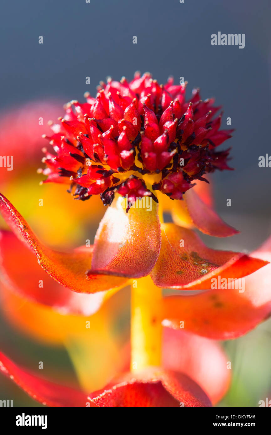 Roseroot (Rhodiola rosea), Wrangel Island, Estremo Oriente Russo, Patrimonio Mondiale dell Unesco Foto Stock