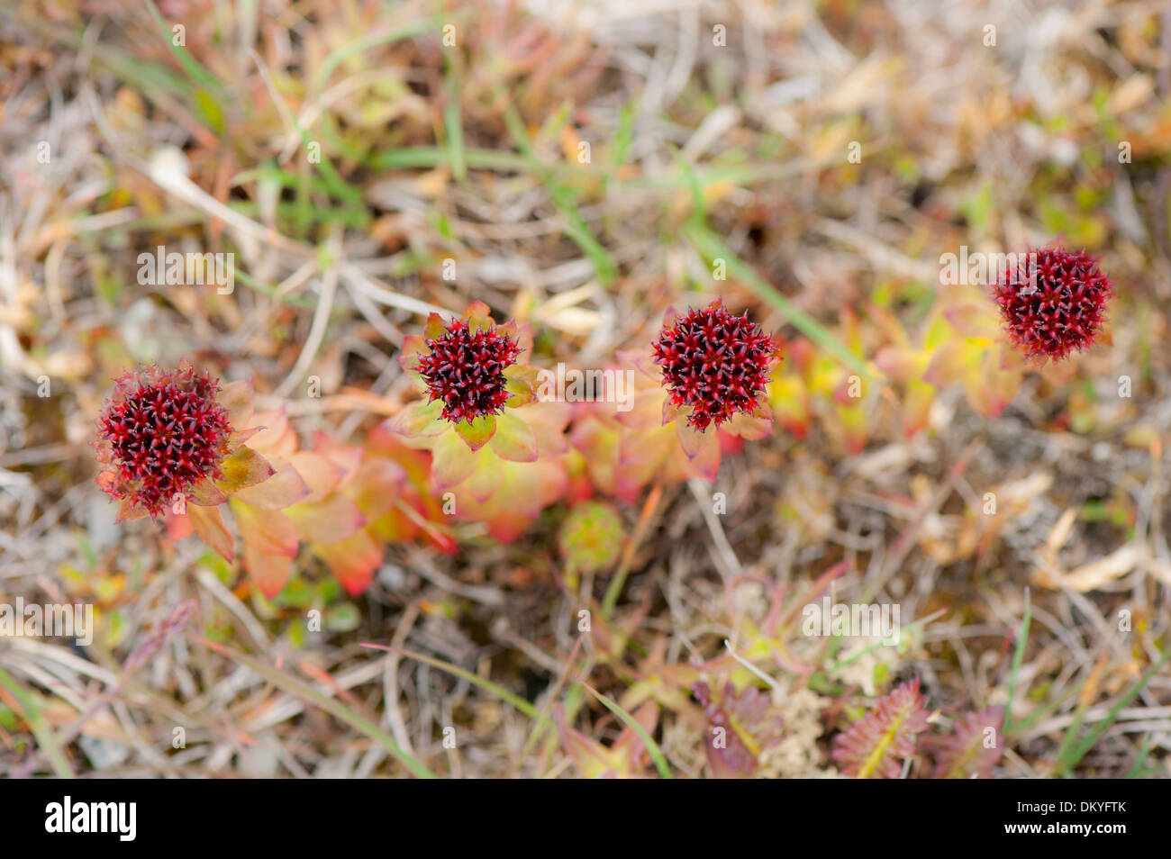 Roseroot (Rhodiola rosea), Wrangel Island, Estremo Oriente Russo, Patrimonio Mondiale dell Unesco Foto Stock