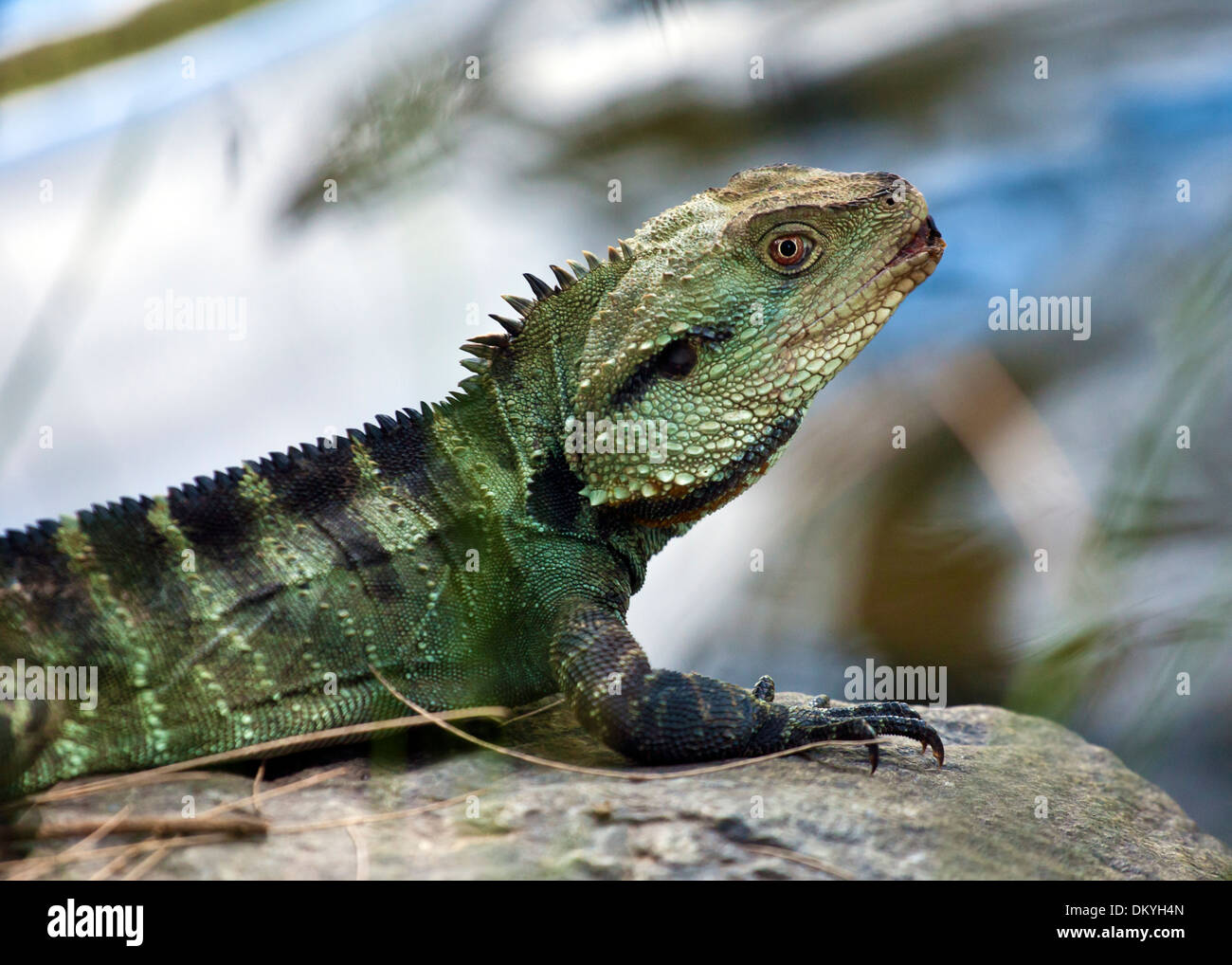 Acqua australiano dragon accanto all'acqua (Intellagama lesueurii) Foto Stock