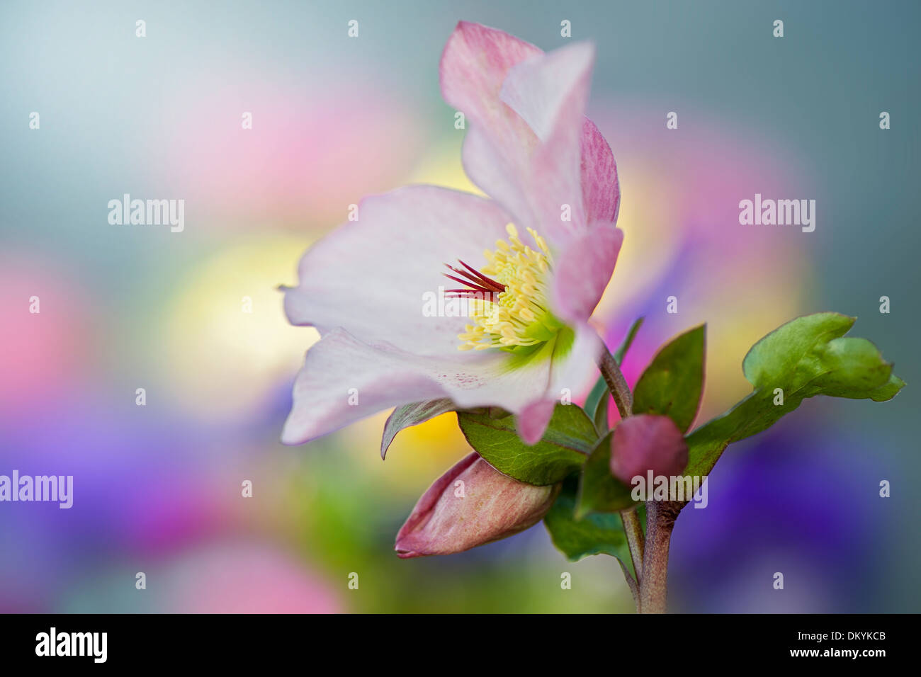 Close-up immagine di un unico colore rosa Helleborus x hybridus 'Walberton del fiore di rosmarino Foto Stock