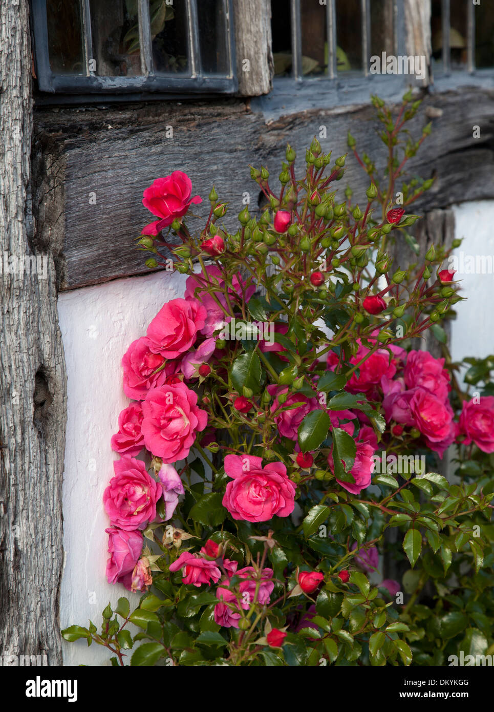 Rose rosse arrampicata su Tudor, struttura di legno house, Inghilterra. Foto Stock