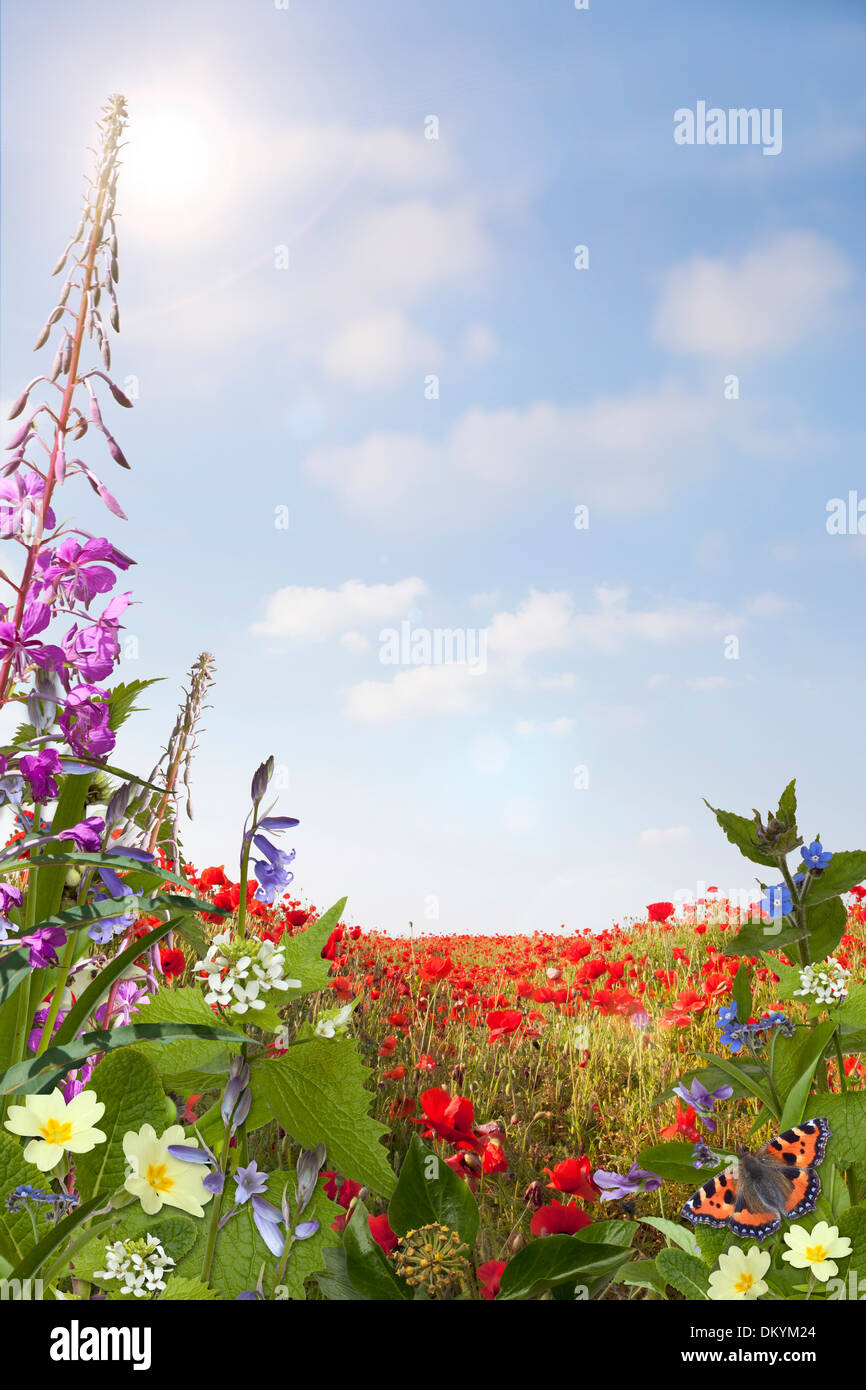 Fiore selvatico sfondo con papaveri, primule e bluebells. Foto Stock