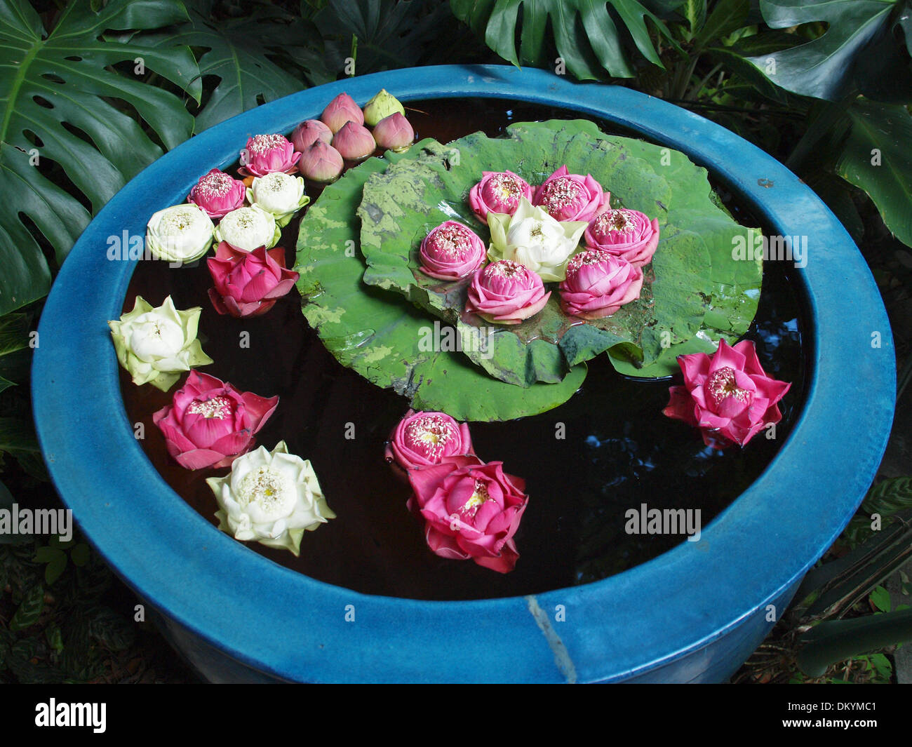 Fiore di loto decorazione Foto Stock