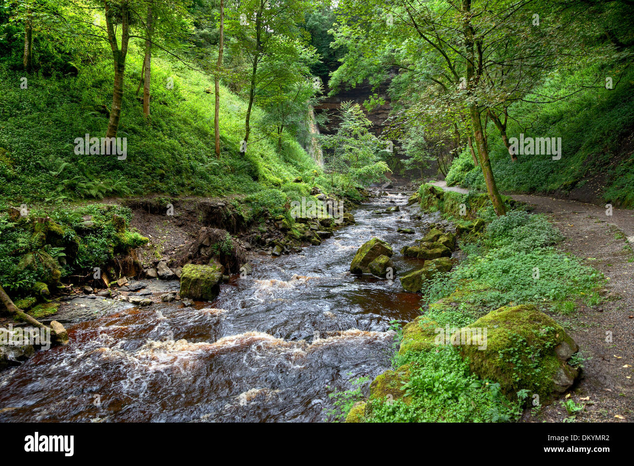 Fiume attraverso il bosco, Yorkshire Dales National Park, Inghilterra. Foto Stock