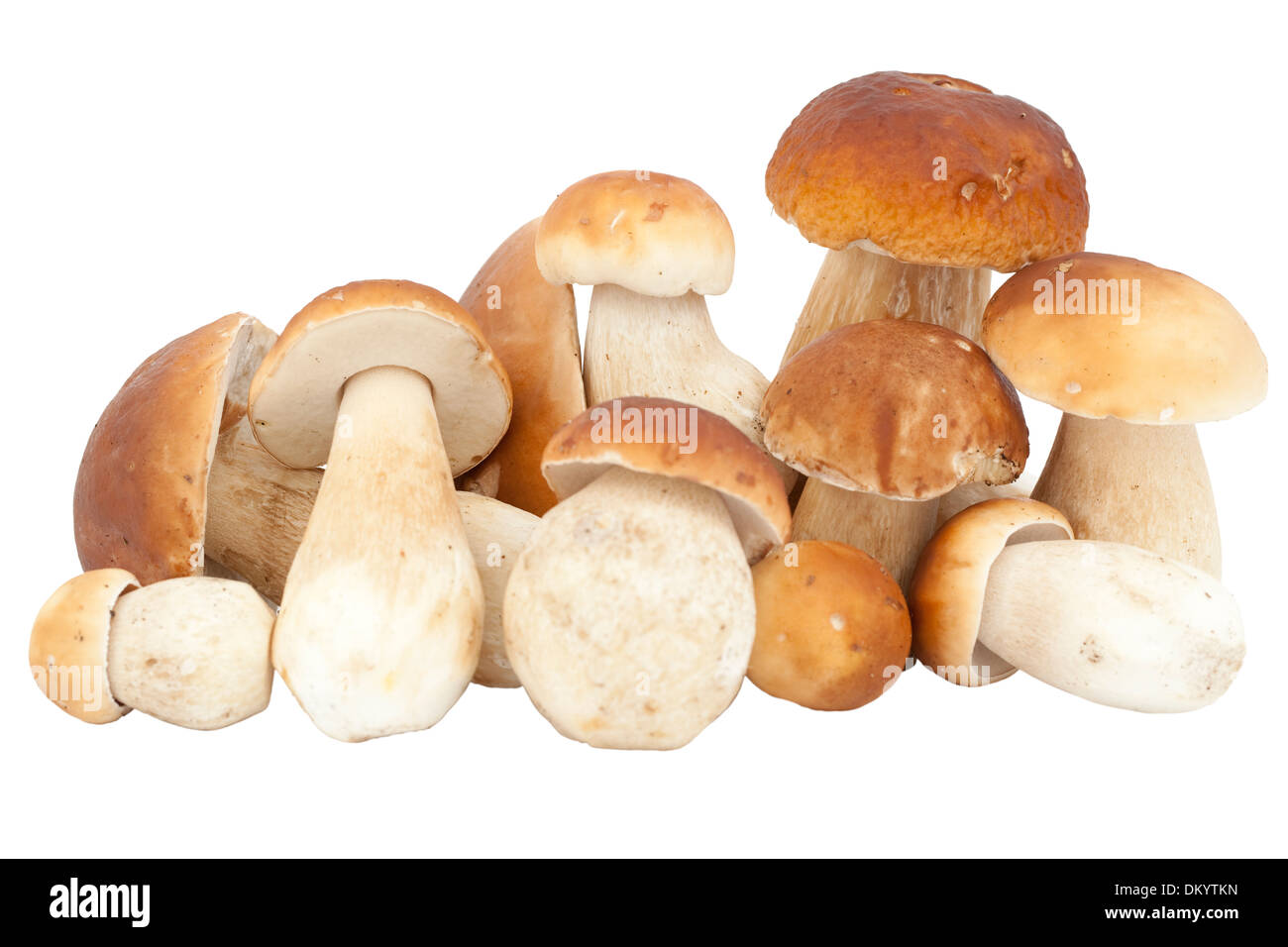 Grandi e piccoli di fungo Porcino (Boletus edulis Bull) su bianco Foto Stock