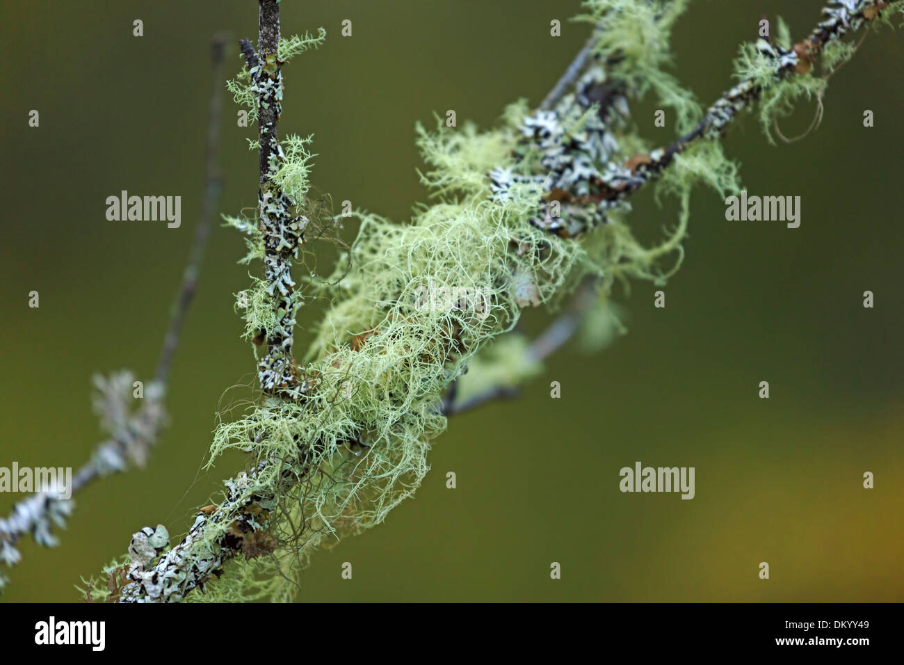 Usnea licheni e foliose lichen su un ramo di un albero nelle Highlands scozzesi Foto Stock
