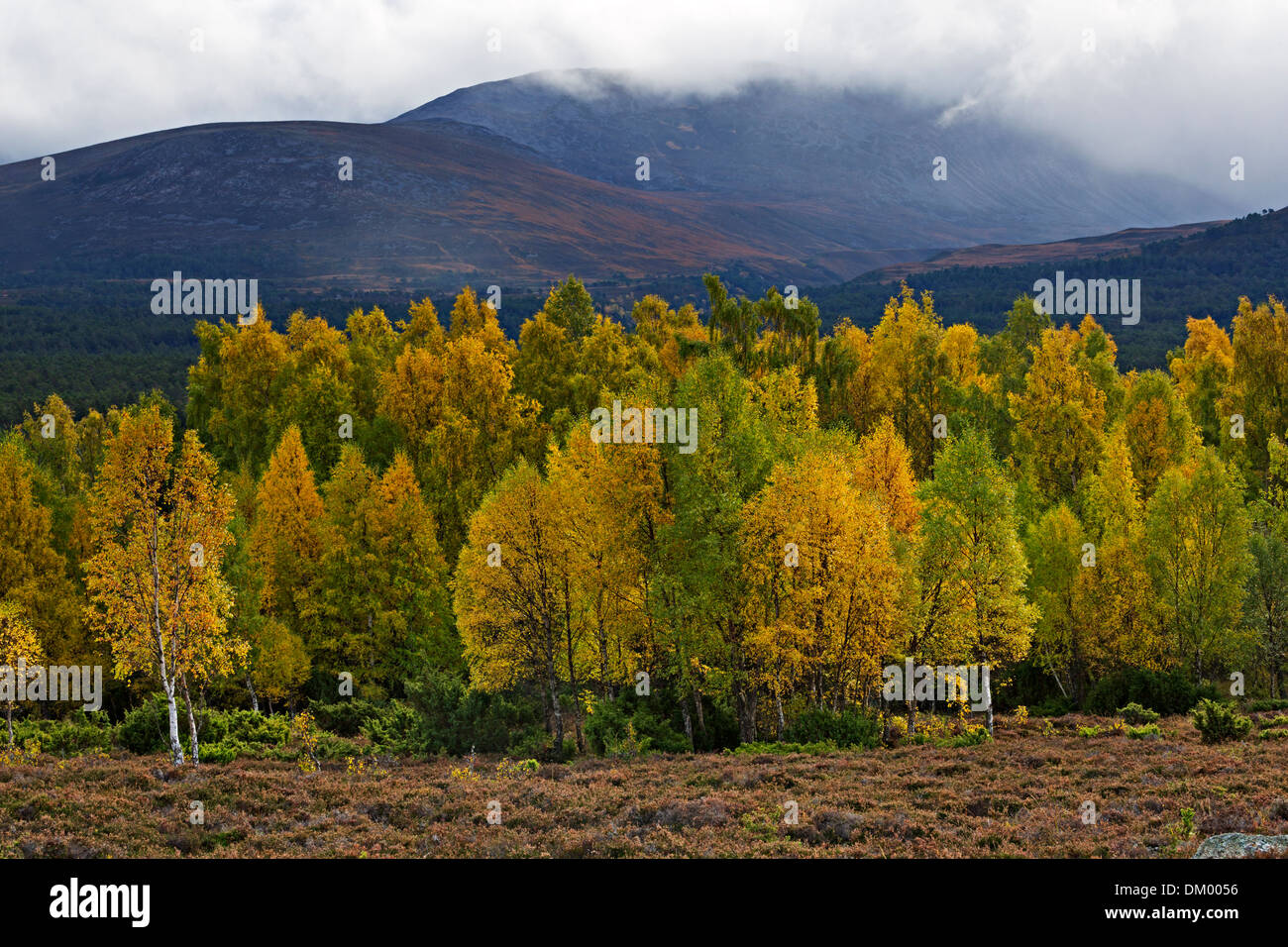 Rothiemurchus Bosco in autunno, Cairngorms, Highlands scozzesi Foto Stock