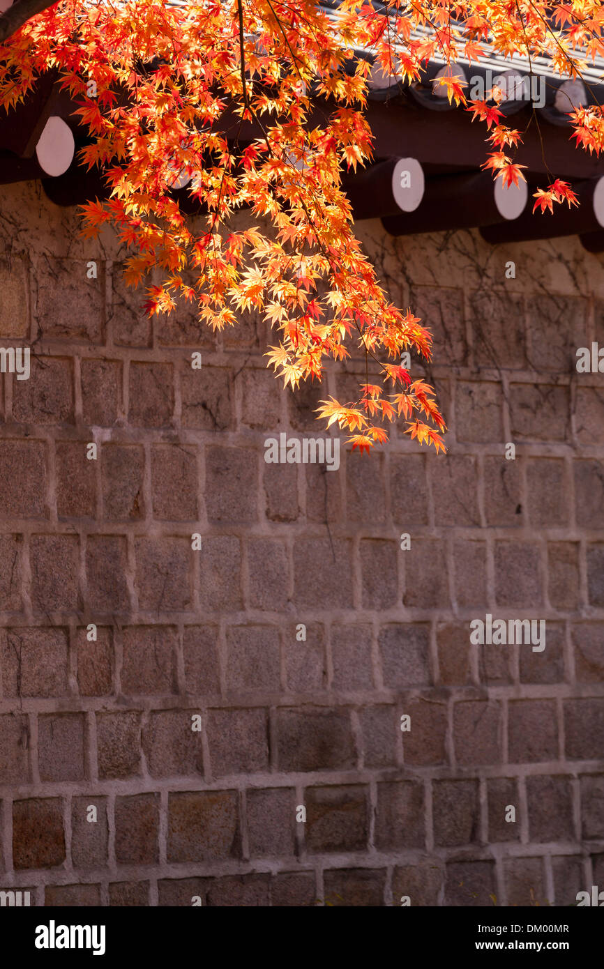 Foglie di acero che mostra i colori autunnali contro il tradizionale muro di pietra - Seoul, Corea del Sud Foto Stock