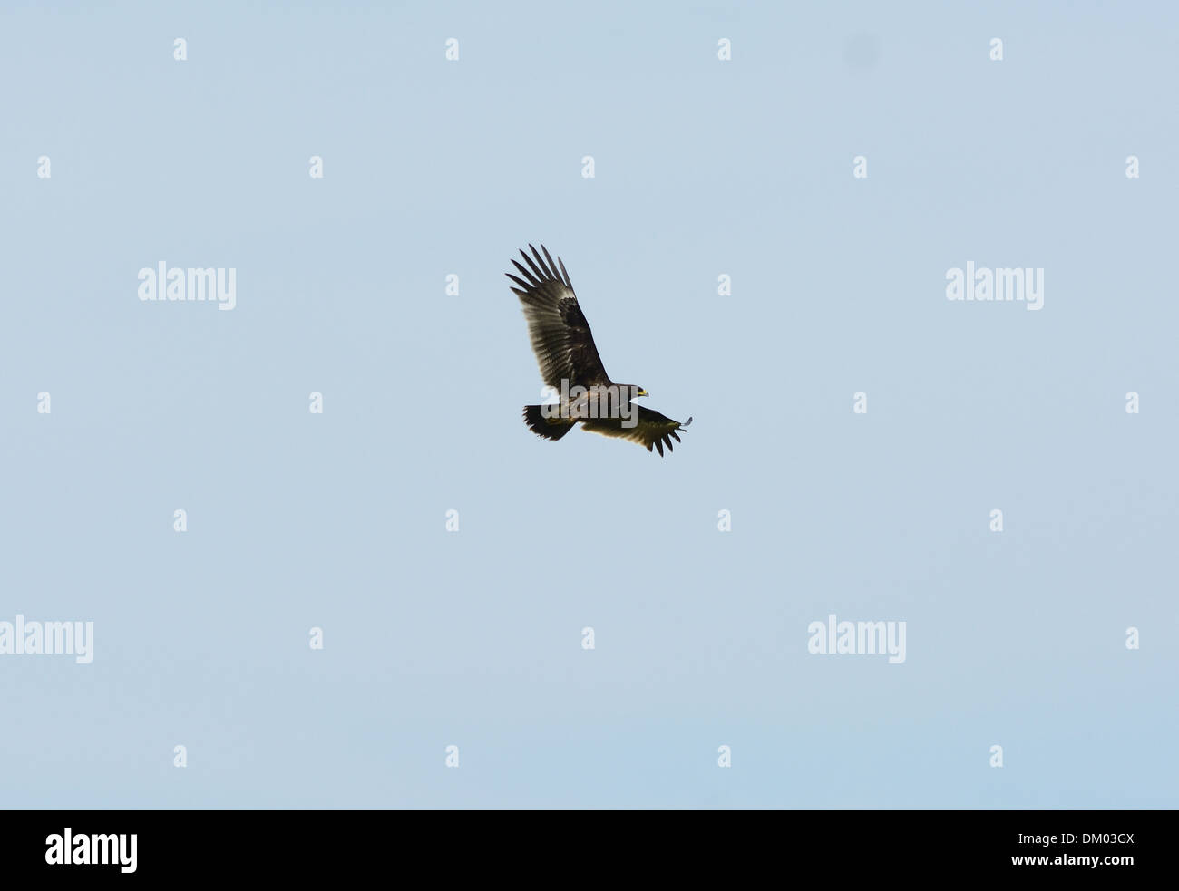 Bella da solo maggiore Spotted Eagle (Aquila clanga) volare nel cielo Foto Stock