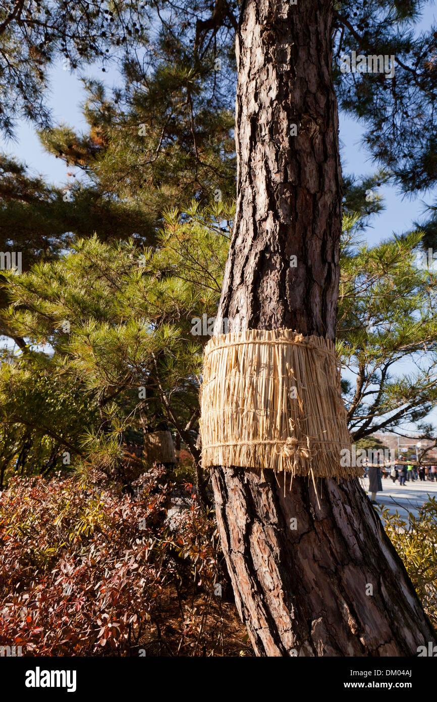 Struttura organica trappola per insetti realizzata con paglia di riso - Seoul, Corea del Sud Foto Stock
