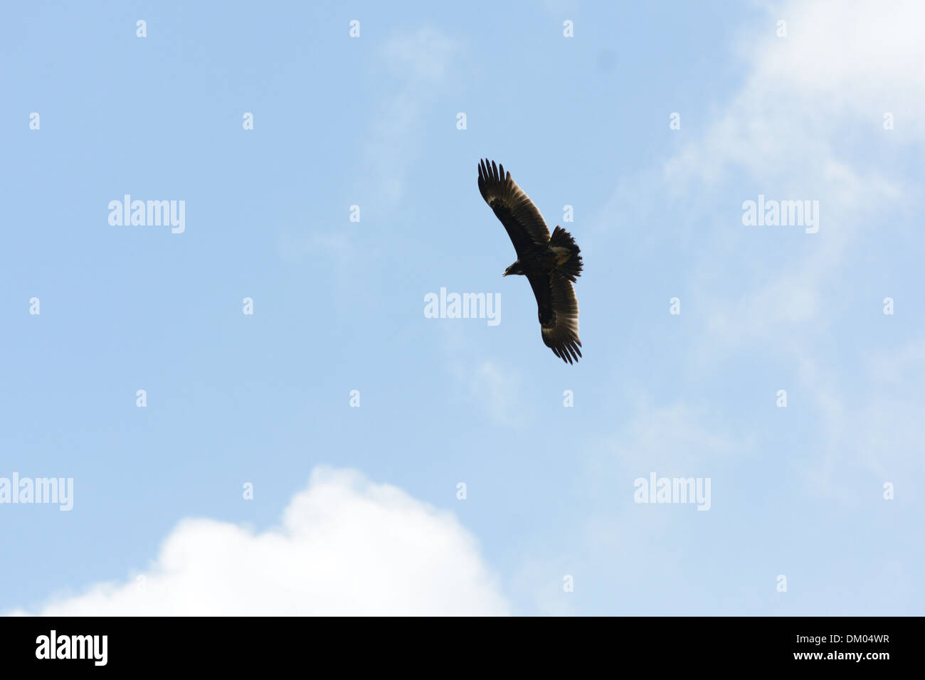 Bella da solo maggiore Spotted Eagle (Aquila clanga) volare nel cielo Foto Stock