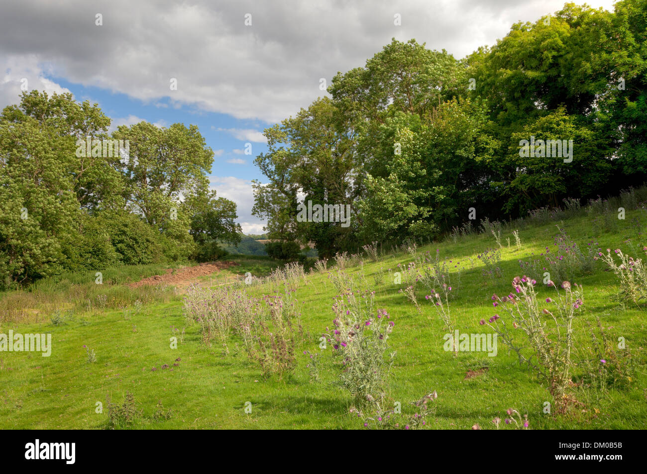 Campagna inglese con alberi di quercia e cardi, Gloucestershire, Inghilterra. Foto Stock