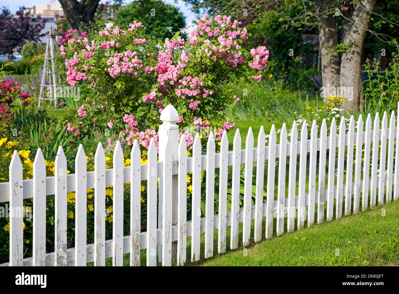 Bianco rustico Picket Fence con rose e altri fiori in background. Foto Stock