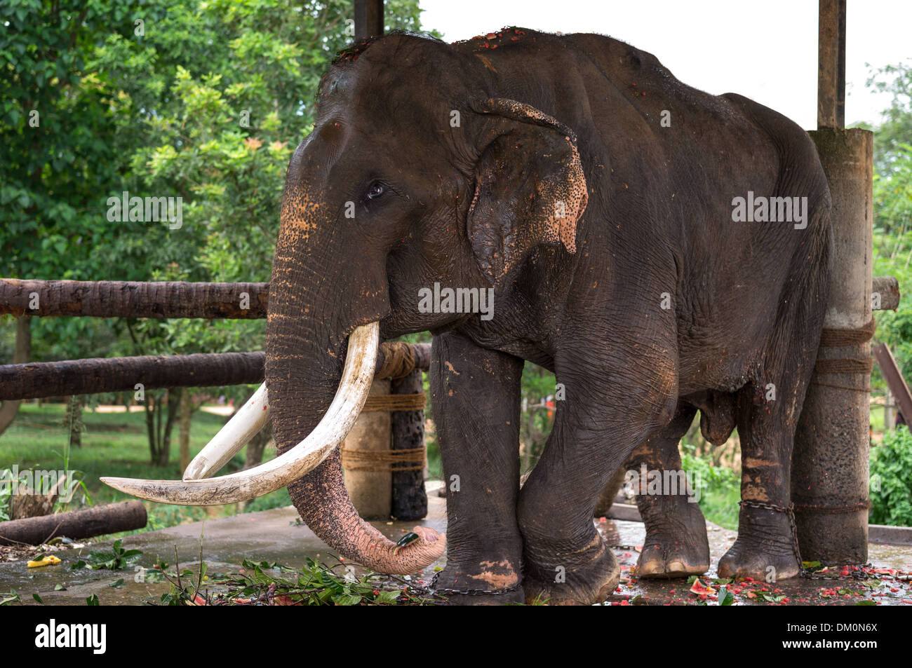 Sri Lanka, Pinnawela, un vecchio elefante cieco nel vivaio di elefante Foto Stock